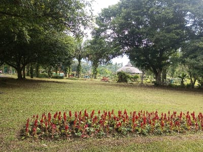 A verdant park scene unfolds under a canopy of mature trees, their dense foliage casting shadows. A carpet of mown grass stretches out, punctuated by a vibrant bed of red flowers in the foreground. In the distance, a unique hut with a conical thatched roof sits nestled among the trees. Benches and other park structures are visible further back, suggesting a well-maintained public space.