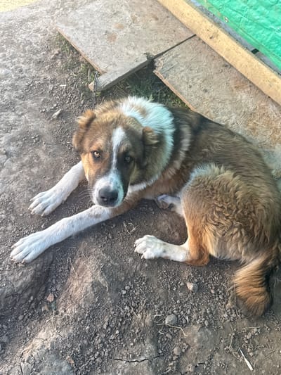 A medium shot shows a tan and white dog lying on dry, cracked earth. The dog is viewed from a high angle, with its head turned towards the camera. It has light brown fur with darker brown markings on its back and a white chest and face. The dog's front paws are extended forward, and its back legs are tucked underneath its body. A wooden structure with a green tarp is visible in the upper left corner of the frame, suggesting an outdoor setting, possibly a yard or enclosure. The ground is dirt with small rocks and dry grass. The lighting suggests it is daytime, likely sunny, as there are shadows. There is no visible text in the image. The dog appears calm and relaxed. The location is Matchino, Russia.