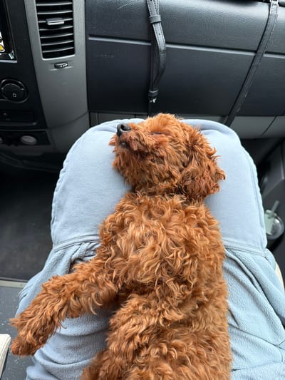 A copper-colored poodle sleeps on a person's lap inside a vehicle. The dog is lying on its back with its eyes closed, and its head is tilted upwards. The person is wearing a light blue hooded sweatshirt. The background shows the interior of the vehicle, including a dashboard with air vents and a black leather panel with the word "AIRBAG" printed on it. The scene appears to be set in Negushevo, Bulgaria, based on the provided context.