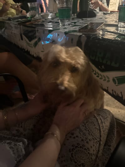 The image shows a close-up of a person petting a golden-haired dog. The person is wearing printed pants, and has multiple gold bracelets on their wrists. The dog is positioned near a table. The table has a plastic table cloth with a "Grad" inscription and images of graduation caps. There are also water bottles and other objects on the table. The location is likely in the city of Southlake, United States of America, but this cannot be definitively verified from the visual elements.
