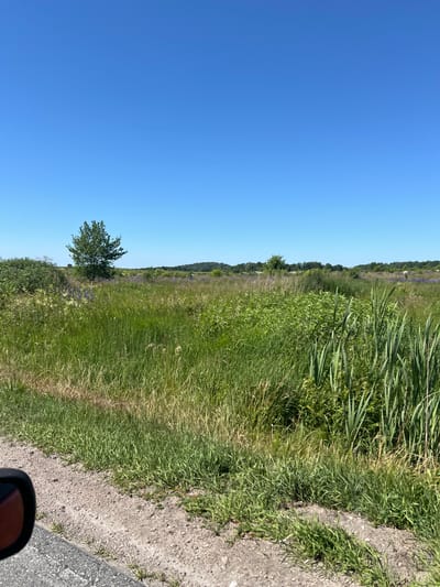 This is a vertical, eye-level, outdoor shot of a rural landscape in Kumachevo, Russia. The sky is clear and blue, indicating fair weather. The image captures a wide expanse of green fields with tall grasses and scattered wildflowers. A solitary tree stands in the middle ground, its leaves full and green, suggesting it's summer. The scene is bordered on the right by a dirt road with some gravel. In the bottom right corner, a dark-colored car mirror is partially visible, suggesting the photo was taken from inside a vehicle. The lighting suggests it is daytime, likely mid-morning or afternoon, with the sun casting soft shadows. No people or animals are visible. The overall impression is one of natural beauty and tranquility in a rural setting.