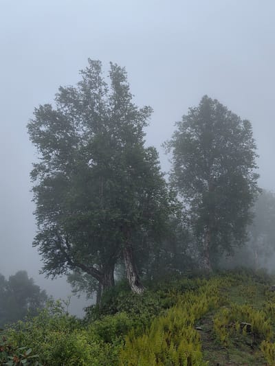 The image depicts a foggy, misty forest scene in Dhundi, India. Two large trees with dense green foliage dominate the center and right of the frame, their forms softened by the pervasive fog. The ground slopes upwards from the bottom of the image, covered in lush green ferns and other low-lying vegetation, with a visible dirt path winding through them. The overall atmosphere is serene and slightly mysterious due to the limited visibility caused by the fog. There are no people or animals visible in the image.