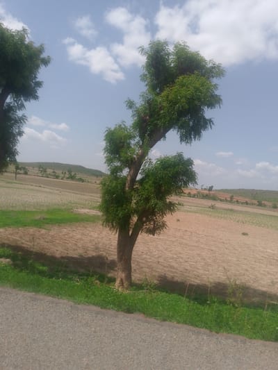 This image captures a rural agricultural landscape in Gadao, Nigeria, under a bright daytime sky with scattered white cumulus clouds. A prominent tree with a light-colored trunk and dense green foliage stands in the mid-ground, slightly right of center, its branches extending upward and to the right. A partial view of another tree's green canopy is visible on the far left. The middle and background are dominated by extensive cultivated fields, predominantly displaying light brown, tilled earth with sections of green ground cover or nascent crops. These fields stretch towards a horizon defined by a series of low, undulating hills dotted with sparse trees and vegetation. In the immediate foreground, a dark gray, textured paved road spans the lower portion of the frame, bordered by a strip of vibrant green grass and weeds. No people or animals are present in the scene.
