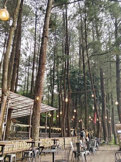 This image depicts an outdoor seating area within a pine forest, likely a cafe or restaurant, in Caringin, Indonesia. Tall, slender pine trees dominate the background and frame the scene, their branches creating a dense canopy. String lights with Edison-style bulbs are suspended between the trees, providing warm illumination. In the foreground, numerous metal tables and chairs are arranged on a wooden deck. Some tables are small and round, suitable for intimate gatherings, while others are larger, rectangular arrangements. A covered patio structure with a white translucent roof is visible on the left, offering shelter. Two individuals, a man and a woman, are standing in the middle ground, facing away from the camera and appearing to be in conversation. They are both wearing casual clothing, and the man on the left has a backpack. The overall atmosphere suggests a tranquil, natural setting conducive to relaxation and dining. The ground is paved, and a low stone wall with a metal railing separates the seating area from the surrounding forest. The lighting and ambiance suggest it is either dusk or an overcast day.