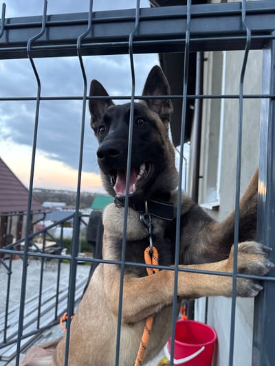 A happy and energetic dog, possibly a Malinois, is depicted looking directly at the viewer through a dark grey metal fence. The dog has tan fur on its body and darker fur on its face, with alert dark eyes. Its mouth is wide open, revealing its teeth and tongue, indicative of excitement or playfulness. A black collar is visible around its neck, attached to an orange and black braided leash. One of its front paws rests on a horizontal bar of the fence.
The dog is situated behind the sturdy metal fence, which consists of both horizontal and vertical bars. The background reveals an outdoor setting under a cloudy sky, with a soft, light orange glow near the horizon, suggesting late afternoon or early evening. Distant buildings, including rooftops and other structures, are visible, along with some sparse greenery. A red plastic bucket with a white handle is partially seen in the background to the right. The scene suggests a semi-urban or suburban environment, consistent with the provided location context of Самахвалавіцкі сельскі Савет, Belarus. No visible text is present in the image.