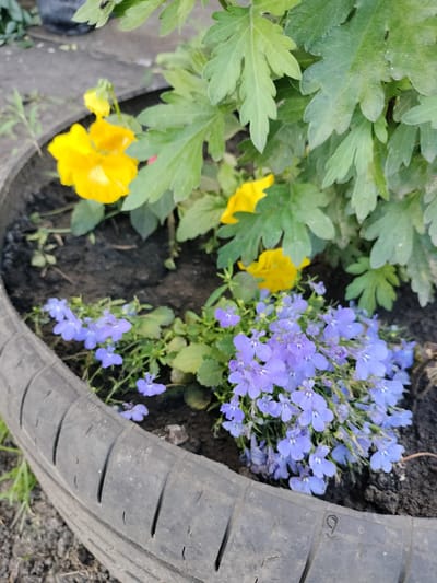 In Stanychne, Ukraine, a close-up, eye-level, outdoor, daytime photograph captures a planter made from a black tire. The tire is filled with dark soil and planted with flowers. In the foreground, a cluster of small, delicate blue flowers with five petals each blooms prolifically. Behind them, taller green foliage with serrated leaves dominates the upper portion of the planter. Scattered amongst the green leaves are a few bright yellow flowers, some fully bloomed and others as buds. The ground surrounding the tire planter is composed of dark, dry earth and a few blades of dry grass are visible. The scene appears to be a simple garden or decorative planting.