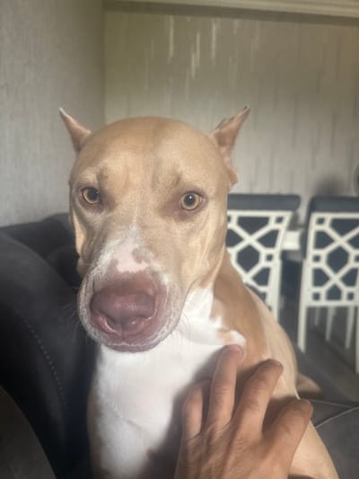 A close-up, eye-level shot shows a tan and white Pit Bull dog sitting on a dark gray couch. The dog's head is angled slightly to the left, and its mouth is open, revealing a pink tongue. A human hand is visible resting on the dog's chest, with its fingers gently stroking the dog's fur. In the background, two chairs with intricate white geometric patterns are visible. The overall setting appears to be an indoor residential environment, potentially a living room. The location is not specified in the image.