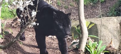 A black panther (Panthera pardus, melanistic form) is depicted walking from left to right through an outdoor enclosure. The animal's head is turned slightly to the right, showcasing its dark eyes and prominent vibrissae, with its entire body covered in dense black fur. The ground consists of a dirt path interspersed with dry leaves and organic debris.
In the foreground, a slender tree branch adorned with small white blossoms partially obscures the panther's left flank. To the right, a bare, light-colored tree trunk stands vertically, surrounded by various green foliage plants at its base. The background features additional green vegetation and a substantial, weathered rock or concrete structure on the far right. The scene is illuminated by natural daylight. This environment is consistent with an animal exhibit at the Parc Zoologique de Paris, which borders the commune of Saint-Mandé, France.