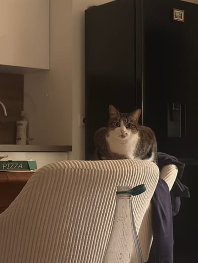 A cat with brown and white fur peers curiously downward from the top of a beige, corduroy-covered chair. The chair has some dark clothes laying on it and a clear glass bottle with a green cap. Behind the chair is a dark-colored piece of furniture and a doorway, revealing a white cabinet and a sink faucet. A small framed picture is on the furniture to the left of the cat. A book with the word "PIZZA" is visible at the bottom of the chair.
