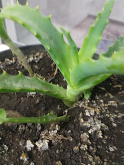 A close-up, eye-level, horizontal shot shows a succulent plant, likely an aloe vera, potted in dark soil. The plant's thick, green leaves, which are serrated along the edges, are the primary subject. The soil is dark and appears to contain small pebbles and some dried organic matter. A thin, dried stem is visible rising from the soil behind the main plant. The background is blurred and shows indistinct shapes and colors, possibly indicating an indoor setting. There are no people or animals present. This image does not contain any information that would allow for localization within Kaarman, Kyrgyzstan.