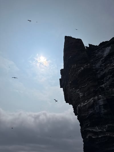 The image depicts a dramatic coastal cliff face in Shetland, United Kingdom, silhouetted against a bright, hazy sky. The dark, textured rock rises steeply on the right side of the frame, with numerous seabirds nesting and perched on its ledges. The sky is a pale blue with wispy clouds, and the sun is visible, partially obscured by haze, creating a soft glow. Several birds are in flight, their dark silhouettes stark against the lighter sky. The overall impression is one of a rugged, wild natural environment, likely a seabird colony.