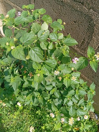 The image depicts a close-up view of a lantana plant with small clusters of pink and white flowers, alongside green leaves and buds. The plant is situated outdoors, with a textured, greyish-brown wall forming the background on the right side of the frame. The foreground features green grass and other low-lying plants. The lighting suggests it is daytime, with shadows indicating sunlight. The scene appears to be in a natural or garden setting, likely a residential area in Tilde, Nigeria. No people or actions are visible in the image.