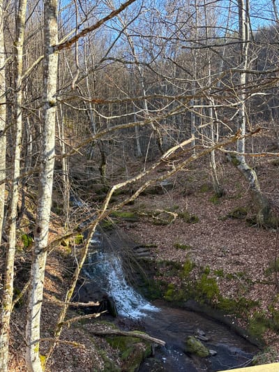 The image captures a natural forested environment in Kirchevo, Bulgaria, characterized by deciduous trees devoid of foliage, indicative of late autumn or winter. A narrow stream flows diagonally from the upper left to the lower right, descending over a small, turbulent cascade approximately in the center of the frame. The banks of the stream are densely covered with fallen brown leaves and scattered patches of green moss on rocks and earth. Numerous bare-branched trees, many with light-colored bark, dominate the scene, with sunlight illuminating the foreground trees and casting shadows within the gully. A clear blue sky is visible through the branches at the top of the frame. No individuals, animals, or artificial structures are present.