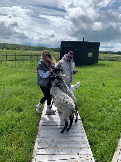 Two people are interacting with several sheep and a goat on a wooden pathway in a grassy field. The woman on the left, wearing a grey vest and black leggings, is leaning forward, extending her hands towards the sheep. The man on the right, in a light-colored jacket and sunglasses, is also holding out his hand, possibly offering food. Three sheep are gathered around the pathway, with two of them standing on their hind legs, reaching towards the people. A small white goat is visible behind the sheep. In the background, a modern black building with a slanted roof and a "12" visible on its facade stands in a green field. The sky is partly cloudy. The scene appears to be set in a rural or agricultural area.