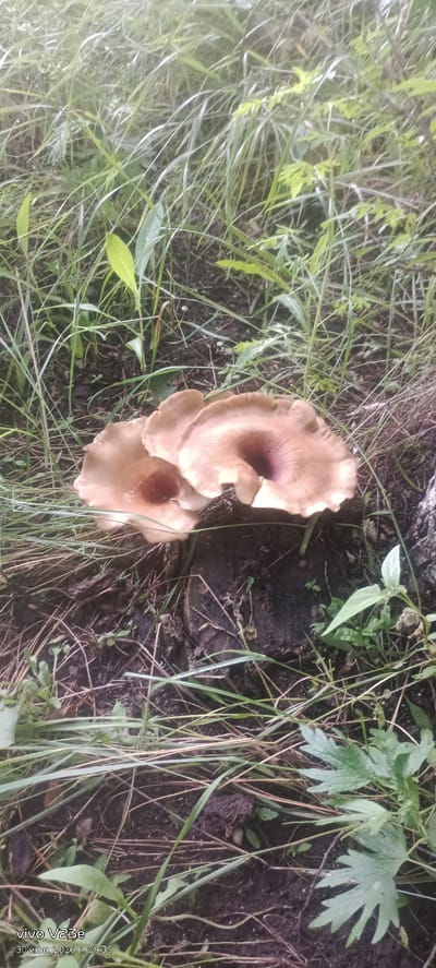 This is a close-up, eye-level shot of two tan-colored mushrooms growing from a dark, damp tree stump in a grassy area. The mushrooms have wide, slightly wavy caps with darker, purplish-brown undersides visible in the center of one cap. The surrounding environment is a mix of green grass and dry, brown organic debris. The image includes a timestamp in the lower left corner indicating "vivo V23e 30 июн. 2026 г., 09:35". The location of Troitskoe, Kazakhstan, is not visible or discernible from the image itself, only the timestamp is present.