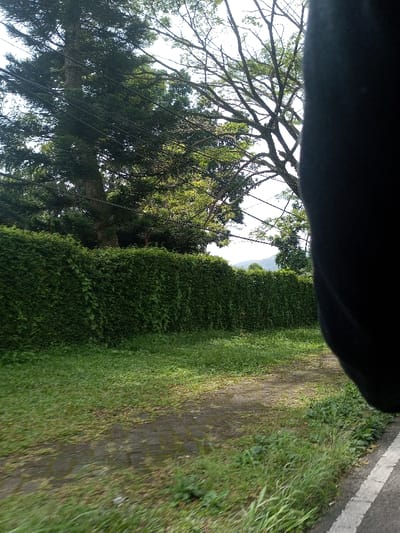 The image depicts an outdoor scene in Namthoung, Laos, viewed from a low angle, with a dark, out-of-focus object partially obscuring the right vertical portion of the frame. In the immediate foreground, a segment of dark paved road with a white line is visible on the bottom right, adjacent to a strip of green grass and weeds. A broader expanse of unkempt green grass with visible dirt patches extends across the lower-midground. A dense, uniform wall of green foliage, approximately 2-3 meters high, spans horizontally across the mid-ground, acting as a visual barrier. Above this foliage, large trees are visible against a bright, hazy sky: a tall coniferous tree with a robust trunk on the left and a large deciduous tree with a complex network of bare branches on the right. Multiple dark utility wires are strung horizontally across the upper portion of the scene, above the trees. Distant hills or mountains are faintly discernible in the far background beneath the sky. No human subjects or discernible actions are present.