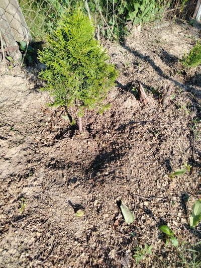 The image shows a small, young evergreen tree planted in dry, sandy soil. The tree is located near a chain-link fence and a concrete post. The ground is covered with a mixture of soil, small stones, dry leaves, and wood chips. There are also a few small, emerging green plants scattered throughout the scene. The lighting suggests it is a sunny day, with shadows cast by the tree and other objects. The setting appears to be an outdoor garden or yard area, likely in a rural or semi-rural location. The specific location of Аснежыцкі сельскі Савет, Belarus, is not visually evident from the image itself, but this is the provided context for the scene.