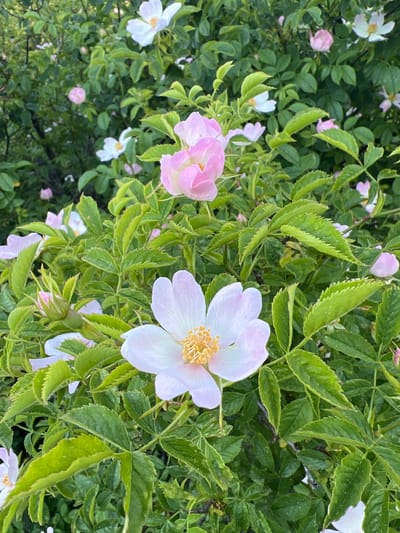 In Troodos, Cyprus, a close-up view captures a wild rose bush in bloom. The foreground features a large, pale pink and white wild rose with prominent yellow stamens. Surrounding it are numerous other wild roses, some fully open and others as buds, in shades of pink and white, nestled amongst lush green foliage. The leaves are serrated and a vibrant green, some showing a slight sheen. The overall impression is one of natural beauty and abundant growth within a natural setting, characteristic of the mountainous regions of Cyprus.