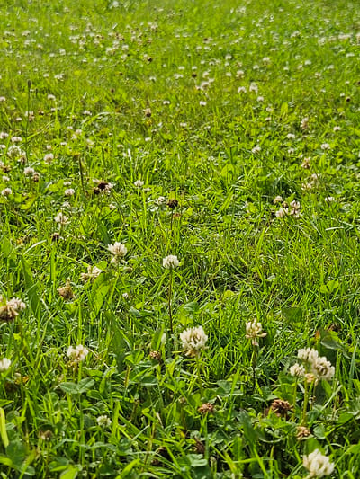The image shows a close-up view of a grassy field filled with white clover flowers. The grass is green and appears healthy, with some areas showing slightly longer blades. The clover flowers are in various stages of bloom, with some fully open and others in bud or seed form. The lighting suggests it is daytime, with sunlight illuminating the field. The background is blurred, indicating a shallow depth of field, focusing attention on the flowers and grass in the foreground. The scene is natural and serene, suggesting an outdoor environment, possibly a park or meadow within the city of Gaivinskoe Lesnichestvo, Russia. There are no people or animals visible in the image. The overall impression is one of a natural, untouched landscape.