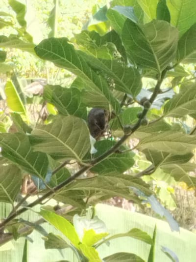 A close-up shot captures a dark, fuzzy fig fruit on a branch of a fig tree. The fig tree's large, green leaves dominate the foreground and midground, with their veins clearly visible. In the background, hints of banana leaves and other foliage suggest a tropical environment. The lighting is bright, creating a slight overexposure in some areas and contributing to the overall lush, green atmosphere. The scene is likely located in Jetis, Indonesia, given the mention of a fig tree, a common sight in Indonesian gardens and orchards.