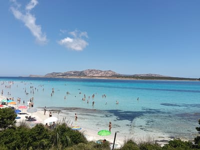 The image depicts a vibrant beach scene in Stintino, Italy, showcasing the picturesque coastline with crystal-clear turquoise waters. In the foreground, lush green vegetation borders a sandy beach dotted with colorful umbrellas and beachgoers. People are seen relaxing on the sand, swimming in the shallow waters, and enjoying the sunny day. The mid-ground features a bustling beach with numerous individuals engaged in various water activities, while the background is dominated by a serene expanse of blue sea meeting a distant, rocky coastline under a clear sky with scattered clouds.