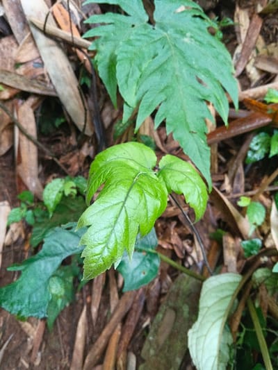 The image captures a close-up, ground-level view of natural vegetation, identified as being in Situm, Papua New Guinea. The central focus is a cluster of three vibrant, glossy green leaves, appearing fresh and possibly damp, characterized by prominent venation and irregular, shallowly lobed margins. Positioned above and slightly behind these, a larger, darker green leaf with more deeply serrated or lobed edges is partially visible. The surrounding ground cover is composed of a dense accumulation of various brown and tan organic materials, including dried leaves and elongated plant matter consistent with bamboo sheaths, intermingled with dark, moist soil. Smaller green and paler colored leaves are scattered throughout the foreground and background. No individuals, animals, or man-made objects are present in the frame. The scene depicts a humid, natural forest floor environment.