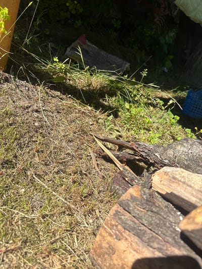 A shallow-angle outdoor shot captures a terrestrial lizard resting on dry grass and dirt. The lizard, with its muted brown and tan coloring, blends in with the arid ground. The background is a mix of lush green foliage, dry grass, and scattered debris. In the upper right corner, a blue plastic crate is visible. The scene is set in a natural, uncultivated environment within the Цярэшкавіцкі сельскі Савет, Belarus.