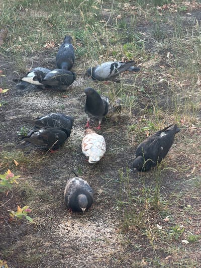 A group of pigeons are gathered on the ground, pecking at scattered birdseed. The scene appears to be an outdoor, unpaved area with sparse grass and dry leaves. One pigeon is predominantly white with brown markings, while the others are various shades of grey and black. Some of the pigeons are standing, while others are hunched over the food. The lighting suggests it is daytime, possibly late afternoon, with dappled sunlight.