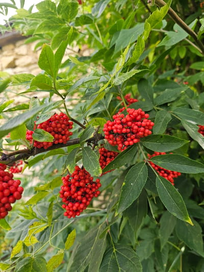 The image shows a close-up view of a cluster of bright red elderberries growing on a branch, surrounded by lush green leaves. The berries are small and round, densely packed together in a conical shape. The leaves are oblong with serrated edges and have a slightly glossy appearance. The background is blurred, showing a hint of a stone wall and more greenery, suggesting an outdoor setting, likely in a garden or natural environment. The lighting appears to be natural daylight. The image is taken from a slightly elevated angle, looking down at the berries and leaves. There are no people or animals visible in the image. The image does not provide information about the specific location in Krivobor'e, Russia.