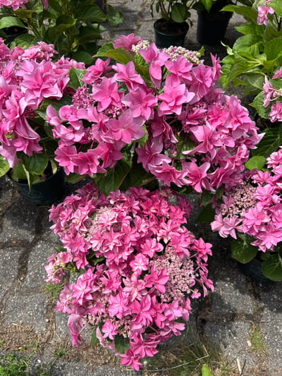 The image shows a close-up view of several potted pink hydrangeas. The flowers are vibrant and appear to be in full bloom, with many delicate petals. The hydrangeas are arranged in pots, which are partially visible, suggesting they are likely displayed for sale or in a garden setting. The ground beneath the plants is paved with grey interlocking bricks. Some dry grass and small weeds are growing between the bricks, indicating an outdoor location, possibly a garden center or a street with greenery. The lighting suggests it is daytime. The scene is devoid of any people or animals.