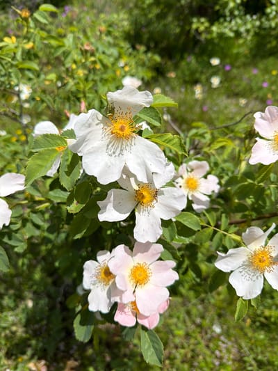 A close-up shot features a cluster of white and pale pink wild roses blooming amongst green foliage in Biisi, Georgia. The flowers have yellow centers and delicate petals, some showing slight wear. The background is a blur of green leaves and grass, with hints of other small, out-of-focus wildflowers in shades of purple and yellow. The lighting suggests a sunny day.