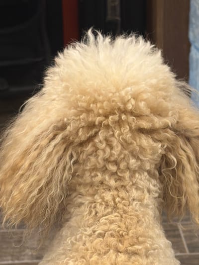 The image shows the rear end of a light-colored, curly-haired dog, likely a poodle or similar breed. The dog's fur is dense and forms tight curls in some areas while being longer and more flowing in others. The background is dark and blurry, suggesting an indoor setting with limited lighting. There is no information in the image that places the scene in Кирково, Bulgaria.