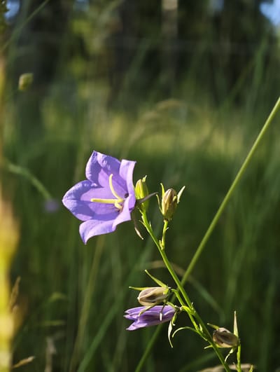 This is a close-up, vertical photograph of a purple bellflower in bloom, set against a softly blurred background of green grass and foliage. The flower is the primary subject, positioned slightly to the left of the frame and facing towards the viewer. Its petals are a vibrant purple, and its prominent yellow stamen is clearly visible within the bell-shaped bloom. To the right of the main flower, there are several unopened flower buds, which are green and pointed. The stem of the plant is green and slender, with thin leaves branching off.

The background suggests an outdoor setting, likely a meadow or field, given the presence of tall grasses. The lighting indicates it is daytime, with sunlight casting a warm glow on the scene and creating highlights on the flower and stem. The blurred background provides a sense of depth and isolates the flower, making it stand out. There are no people or animals visible in the image. The overall mood is serene and natural, highlighting the beauty of the wildflower. No text is visible in the image. The location context of Slaka, Sweden, suggests a natural, potentially rural or park-like environment during the warmer seasons when flowers are in bloom.