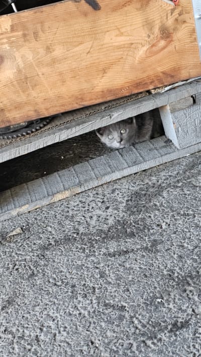 A small, gray kitten with wide green eyes peeks out from under a wooden plank and grey wooden slats. The kitten is positioned in the center of the frame, nestled within a gap between wooden structures. The background consists of a rough, grey asphalt surface. The scene appears to be outdoors, possibly in an urban or industrial area.