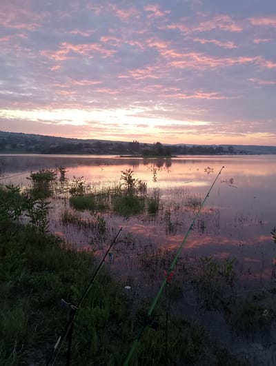 The image depicts a tranquil waterscape at either sunrise or sunset in Lovets, Bulgaria. The sky is adorned with soft pink and purple altocumulus clouds, casting a warm glow over the entire scene. This beautiful sky is vividly reflected on the smooth, still surface of the lake or river, creating a mirrored effect that extends across the water.

In the foreground, two fishing rods are visible, positioned along the vegetated bank and extending over the water. One rod, dark in color, is propped on a stand amidst green grasses and has a white and blue bobber on its line. The other rod, distinctly bright green, also points towards the water from the leafy shoreline. The banks are covered with lush green vegetation, including reeds, grasses, and small bushes, some of which are partially submerged in the water, their reflections also visible.

In the distance, beyond the expansive water, a gentle hillside is visible, dotted with scattered houses and buildings, suggesting a rural or semi-rural settlement. The soft light of the morning or evening illuminates the distant landscape. Although no people are present, the fishing rods clearly indicate that fishing is the activity taking place or about to commence. The overall atmosphere is one of profound peace and natural beauty. No visible text is present in the image.