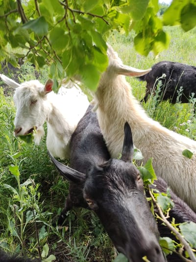 In Mar'yanivka, Ukraine, a group of goats graze amongst lush green foliage under the dappled sunlight filtering through tree branches. The foreground is dominated by the heads and necks of two goats, one black and one white, with their attention focused on the vegetation. The white goat is actively chewing on a green leaf, its mouth partially open. To the left, partially obscured by leaves, another white goat stands with its head turned, also appearing to eat. In the background, a black goat is visible, further into the grassy field, with a scattering of small purple flowers. The environment is a natural outdoor setting with tall grasses and small trees.
