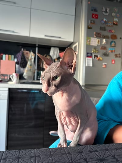 A sphynx cat is perched on a person's lap, viewed from the side. The cat is facing left, with its head turned slightly towards the viewer. Its skin is wrinkled and pinkish-grey. Its ears are large and pointed. The person is wearing a bright blue, textured garment. The background appears to be a kitchen area, with white cabinets above and dark cabinets below. On the right side of the image, a refrigerator is visible, decorated with numerous magnets, including one of the Turkish flag and several miniature landmarks. The lighting suggests it is daytime, with sunlight casting shadows. The scene is indoors, in what appears to be a residential setting. The location of Novaya Ivanovka, Russia, is not visually evident in the image.