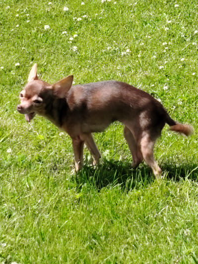 A small brown Chihuahua dog stands on a grassy field in Soivolovskaya, Russia. The dog is facing left with its tongue hanging out. The grass is green and dotted with small white flowers, suggesting it is springtime or summer. The sun is shining, casting shadows on the grass and highlighting the dog's fur. The dog appears to be alert and perhaps playing or exploring its surroundings. The background is filled with more grass and small flowers, indicating an outdoor, natural setting. There are no people or man-made objects visible in the frame. The image captures a moment of a dog enjoying the outdoors on a sunny day.