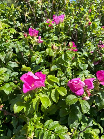 The image is a close-up of a bush with vibrant pink flowers and lush green leaves, bathed in bright sunlight. The flowers are open, with delicate petals and visible stamens. Some of the leaves show a textured, veined surface, and the overall impression is one of abundant natural growth. The background is a blur of more greenery and branches, suggesting a dense thicket. There are no people or man-made objects visible. The scene appears to be outdoors in a natural or semi-natural setting. No specific location in the city of Gauja, Latvia is identifiable from the visual information provided.