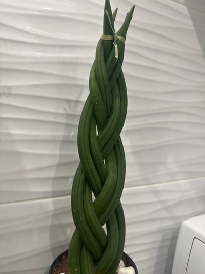 A braided snake plant is displayed against a white, textured wall. The plant's cylindrical green stalks are woven together, with a small green ribbon tied around the top. The plant is in a dark pot, with white stones and brown substrate visible. The background wall features a subtle wave pattern. A portion of a white appliance is visible on the right side of the frame. There are no people present in the image. The location is not specified within the image itself.