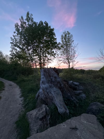 This image captures a serene natural landscape at either sunrise or sunset, characterized by a soft, colorful sky and abundant vegetation. The sky, filling the upper portion of the frame, transitions from a deep blue at the top to gentle hues of pink, orange, and light blue near the horizon, indicating the "golden hour." Thin, elongated clouds catch these delicate colors.
In the mid-ground, two prominent trees stand silhouetted against the vibrant sky. The tree on the left has dense green foliage, while the one slightly to its right has a more slender trunk and sparser leaves, suggesting it might be an earlier stage of growth or a different species. Behind these trees, a dense line of lush green trees and shrubs forms a verdant backdrop, possibly indicating a hillside or forest edge.
The foreground on the right side is dominated by several large, textured rocks and a significant piece of weathered driftwood or a fallen log, suggesting a rugged, natural environment. Other smaller pieces of wood and green grass are scattered across the ground. The overall setting is unpopulated, showcasing the quiet beauty of nature. The image conveys a sense of peacefulness and natural tranquility, likely captured in a rural area like Gometz-le-Châtel, France. There are no discernible people, specific activities, or visible text.