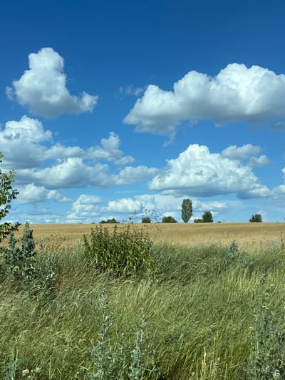 The image depicts a rural landscape under a bright blue sky with scattered white cumulus clouds. In the foreground, tall green grass and some broader-leafed plants are visible, with hints of dried stalks suggesting a late summer or early autumn setting. Beyond the foreground vegetation, a field of golden-brown crops, likely wheat or barley, stretches towards the horizon. Several trees are scattered across the field, including a tall, slender tree standing out in the middle distance. The scene is devoid of people or animals. The location is identified as Viazivok, Ukraine, suggesting a typical countryside vista in this region.