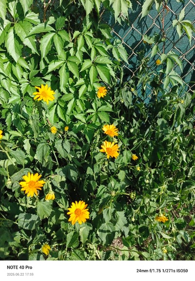 The image shows a close-up, eye-level view of a vibrant green vine with numerous large, pointed leaves, interspersed with several bright yellow flowers with numerous petals. A chain-link fence covered with a dark green mesh runs vertically along the right side of the frame, partially obscured by the foliage. The background is a mix of shadows and dappled sunlight, indicating an outdoor setting. The flowers appear to be blooming, with some in full bloom and others in bud. The overall impression is one of a lush, overgrown garden or natural setting. The image also contains metadata at the bottom which reads "NOTE 40 Pro 2026.06.22 17:59 24mm f/1.75 1/271s ISO50". This metadata does not provide any information about the location of Kamionka, Poland.