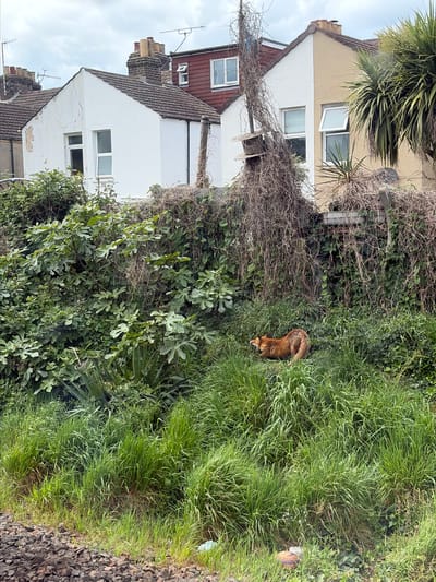 The image shows a view in Worthing, United Kingdom, featuring residential buildings and overgrown vegetation. A fox is partially visible within the long grass and foliage in the center-right of the frame. In the background, there are several houses, with white exteriors and tile roofs, lining the street. A palm tree is present in front of one of the buildings. The vegetation includes a mix of long grass, bushes, and climbing vines. The photo is taken at an angle, presenting a tilted perspective of the scene. There are no people visible.