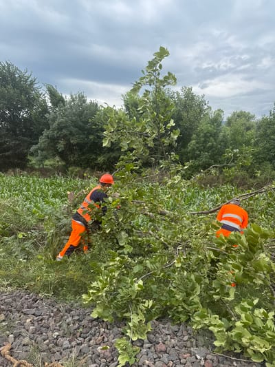 Two individuals wearing orange high-visibility work pants and vests, one with an orange hard hat, are engaged in clearing fallen branches from a wooded area adjacent to a cornfield. The person with the hard hat is using a tool, possibly a saw, to cut through branches. The other individual is also working with the branches. The background shows a dense line of trees and a cloudy sky. The ground in the foreground consists of grey gravel and some greenery. The scene appears to be in Kvemo Khvedureti, Georgia.