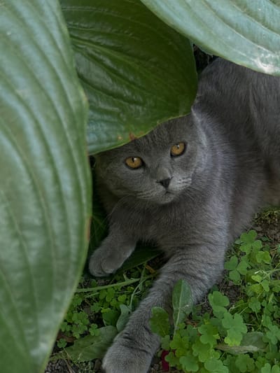 A British Shorthair cat with grey fur and yellow eyes is partially obscured by large green leaves. The cat is lying down on the ground, which is covered in green clover and dark soil. Its paws are visible, one extended forward. The scene appears to be outdoors, in a garden or natural setting. There is no indication of the location being in Novopokrovka, Kyrgyzstan.