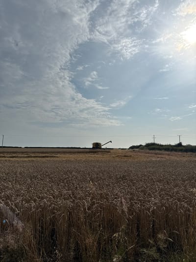 A rural agricultural landscape in Skipsea, United Kingdom, is depicted under a partially clouded sky with bright sunlight emanating from the upper right. The foreground and midground are dominated by an extensive field of mature, golden-brown cereal crops, consistent with wheat. A yellow combine harvester is visible in the middle ground, positioned within the field and actively engaged in harvesting operations, indicated by a visible swath of cut crop behind it. No individuals are present. The distant horizon features multiple utility poles supporting overhead power lines. A dense line of dark green vegetation or trees is visible along the far right horizon.