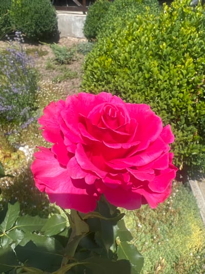 A close-up, eye-level shot shows a vibrant, hot pink rose in bloom, dominating the foreground. The rose is fully open, its petals layered and slightly ruffled, with a visible spiral pattern at its center. The stem and some dark green leaves are visible below the bloom. In the background, a garden scene unfolds under bright daylight. To the left of the rose, a cluster of delicate purple flowers and some lighter-colored small flowers are visible, interspersed with dry soil and low-lying green foliage. To the right, a neatly trimmed, bright green hedge forms a solid wall of leaves. Further back, another similar hedge is visible, and behind that, a section of a light-colored building and wooden structure can be seen. The overall environment suggests an outdoor garden setting, possibly in a residential area of Bolshoy Molokish, Moldova, on a sunny day.