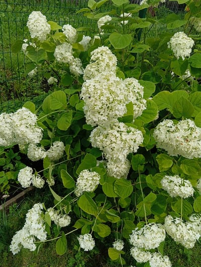 A close-up shot captures a lush hydrangea bush with numerous white blooms and vibrant green leaves, set against a backdrop of a green wire fence and blurred greenery. The image is taken outdoors, likely in a garden or natural setting. The specific location is in Doschatoye, Russia. There are no people or animals visible in the frame. The lighting suggests it is daytime, with sunlight illuminating the scene.