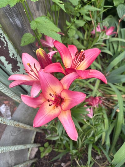 This image depicts a close-up view of several pink lilies in bloom, set against a backdrop of green foliage and a weathered wooden fence. The lilies are the primary subjects, with their petals displaying a gradient of color from a deep pink at the edges to a lighter, yellowish-pink towards the center. Prominent stamens with dark anthers extend from the center of each open bloom. In the background, other lily buds and flowers in various stages of development are visible, as are the long, slender leaves of the lily plants. To the left, a portion of a rustic wooden fence, showing signs of age and weathering, is present, along with a section of a green metal fence with a ribbed texture. The ground beneath the plants appears to be soil with some scattered debris. The overall scene suggests a garden setting. There is no indication of human presence or activity. The location is specified as Сароцкі сельскі Савет, Belarus.